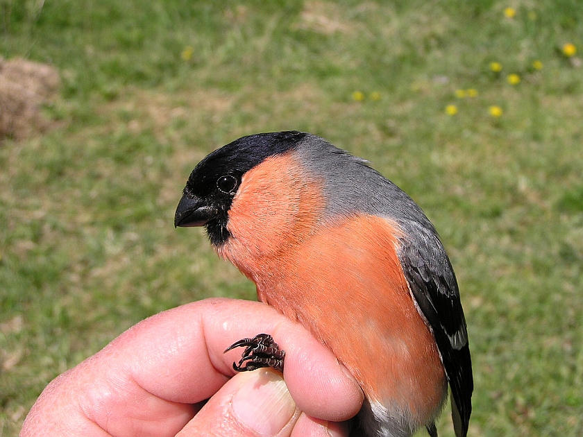 Eurasian Bullfinch, Digrans 20050515